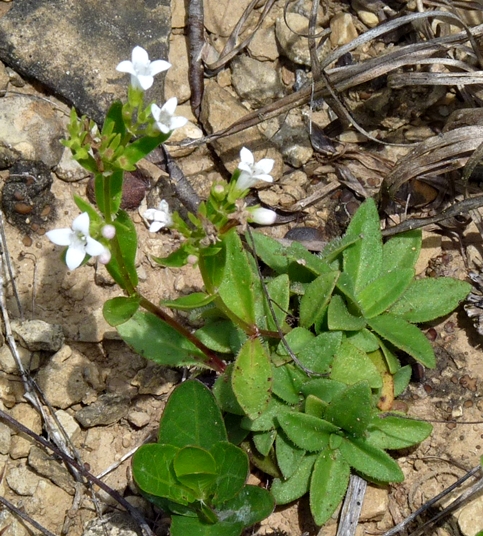 {Houstonia canadensis}